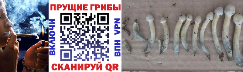 Купить закладки  Краснознаменск  Галлюциногенные грибы ЛСД 